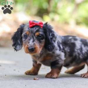 Emmy, Dachshund Puppy